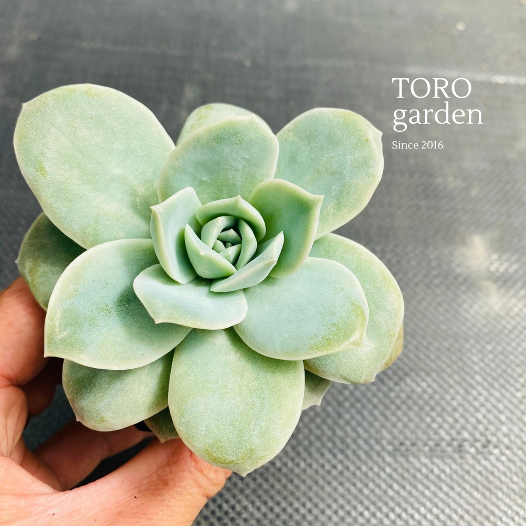Sen đá hồng hà lan lá lớn Đà Lạt size bé cây cảnh trang trí nhà cửa Toro garden