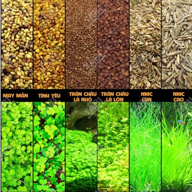 6 loại hạt giống thuỷ sinh - trân châu ngọc trai - ngưu mao chiên - cỏ tình yêu - cỏ may mắn