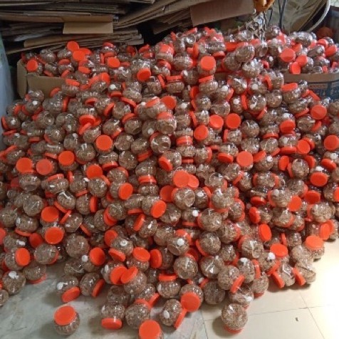 Chẩm chéo Tây Bắc thơm lừng mắc khén (Chẳm chéo khô) muối chẩm chéo loại đặc biệt thơm | BigBuy360 - bigbuy360.vn