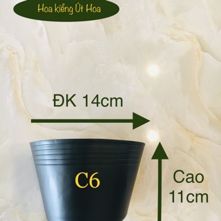 Combo  800 chậu C6 + 100 chậu C10