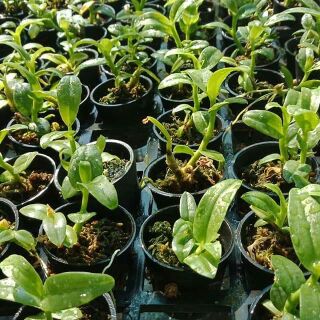 Trầm blue giống