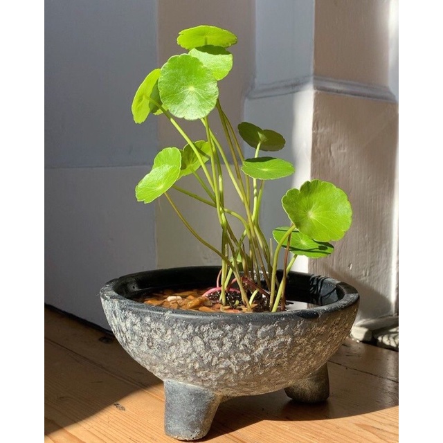 Rau má nhật/Rau má lá sen