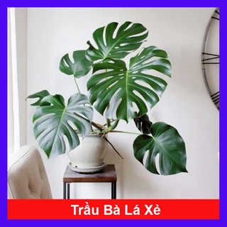Trầu Bà Lá Xẻ - trầu bà nam mỹ