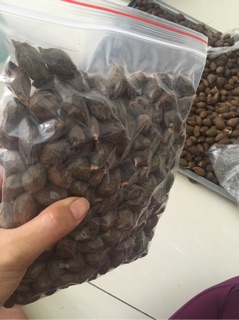 Hạt đười ươi