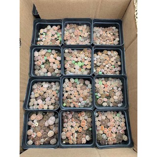 cây sen đá mông , sen Lithops , thạch lan size nhỏ