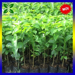 Cây mãng cầu xiêm thái lan cao khoảng 40cm