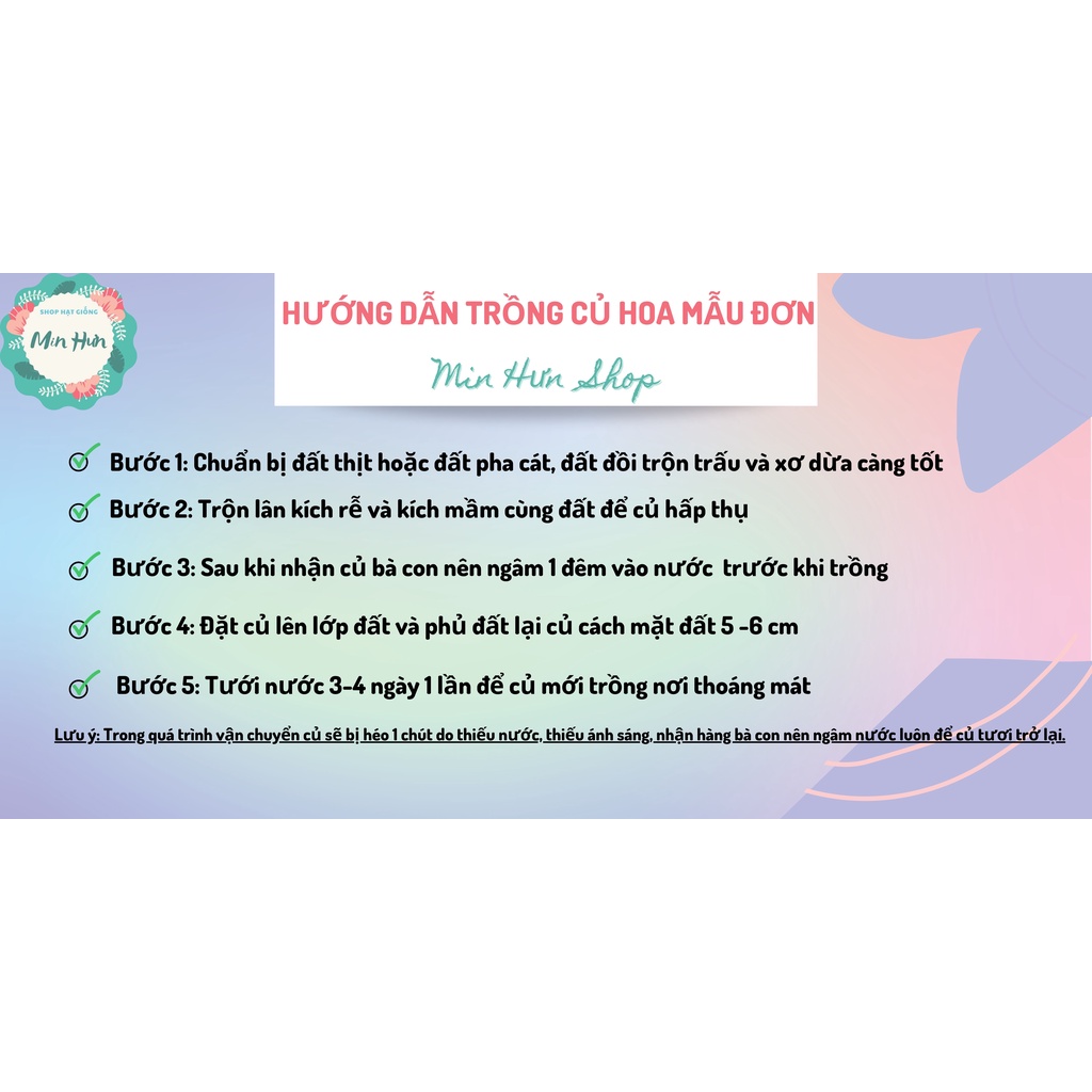 Củ giống hoa mẫu đơn ngũ sắc đại đóa, cánh kép, màu sắc phong phú chuẩn mặt hoa