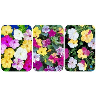 Hạt giống hoa Bông phấn