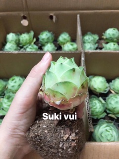 Sen hoa hồng xanh
