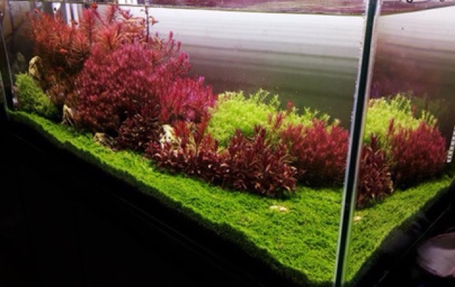 Bể cá thủy sinh phong cách Hà Lan
