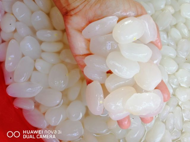 1kg hạt đác size cực to | BigBuy360 - bigbuy360.vn