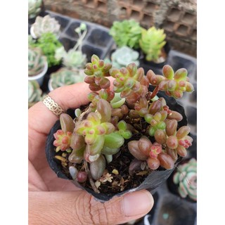 sen đá thạch ngọc