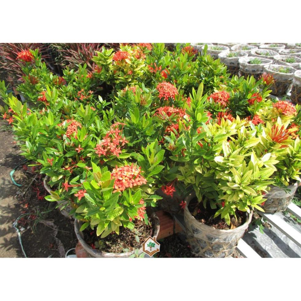 Sản phẩm cây HOA MẪU ĐƠN ĐỎ nguyên bầu tặng kèm  PHÂN SIÊU LÂN giúp cây sinh trưởng phát triển nhanh,hoa to đẹp