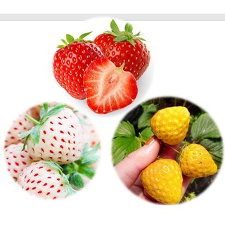Combo hạt giống 3 loại dâu tây đỏ - trắng - vàng - hạt giống dâu tây chịu nhiệt năng suất cao - hạt giống nông sản vàng