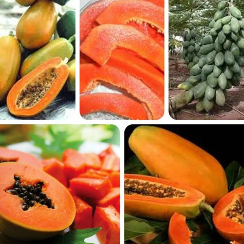 Hạt Giống Đu Đủ Lùn Ruột Đỏ Trái To F1  - - Ngọt, Dinh Dưỡng, Năng Suất Cao
