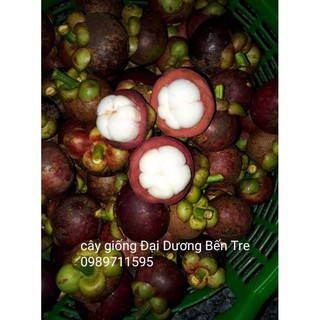 Cây măng cụt Bến Tre