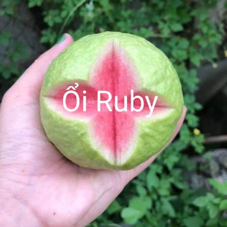 CÂY GIỐNG ỔI RUBY RUỘT ĐỎ KHÔNG HẠT