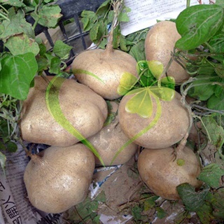 Hạt củ sắn củ đậu - gói 10 gram