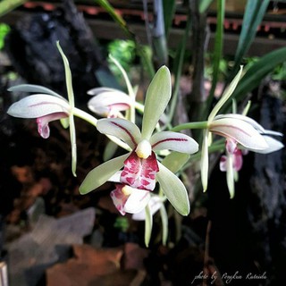 COMBO 10 LAN KIẾM LÁ GIÁO RỪNG TÂY BẮC