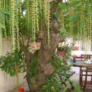 Cây lộc vừng, cây con 18k