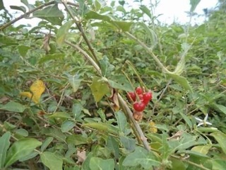 2kg cỏ sữa