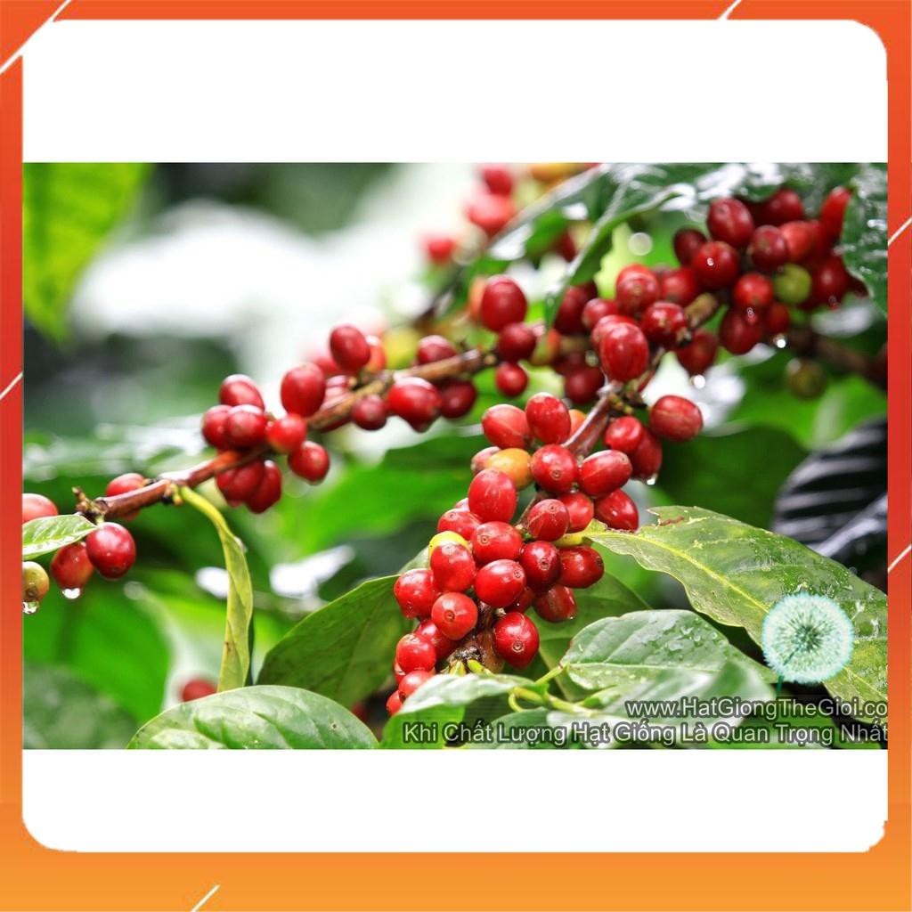 10h Hạt Giống Cây Cà Phê Café - Robusta (Coffea canephora) NNF1