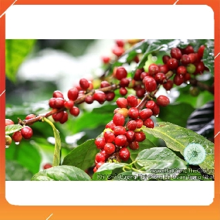 10h hạt giống cây cà phê café - robusta nnf1