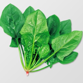 20g - Hạt giống cải bó xôi, rau bina, rau chân vịt