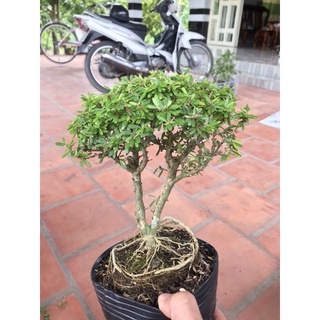 combo 2 chậu linh sam 86 mini