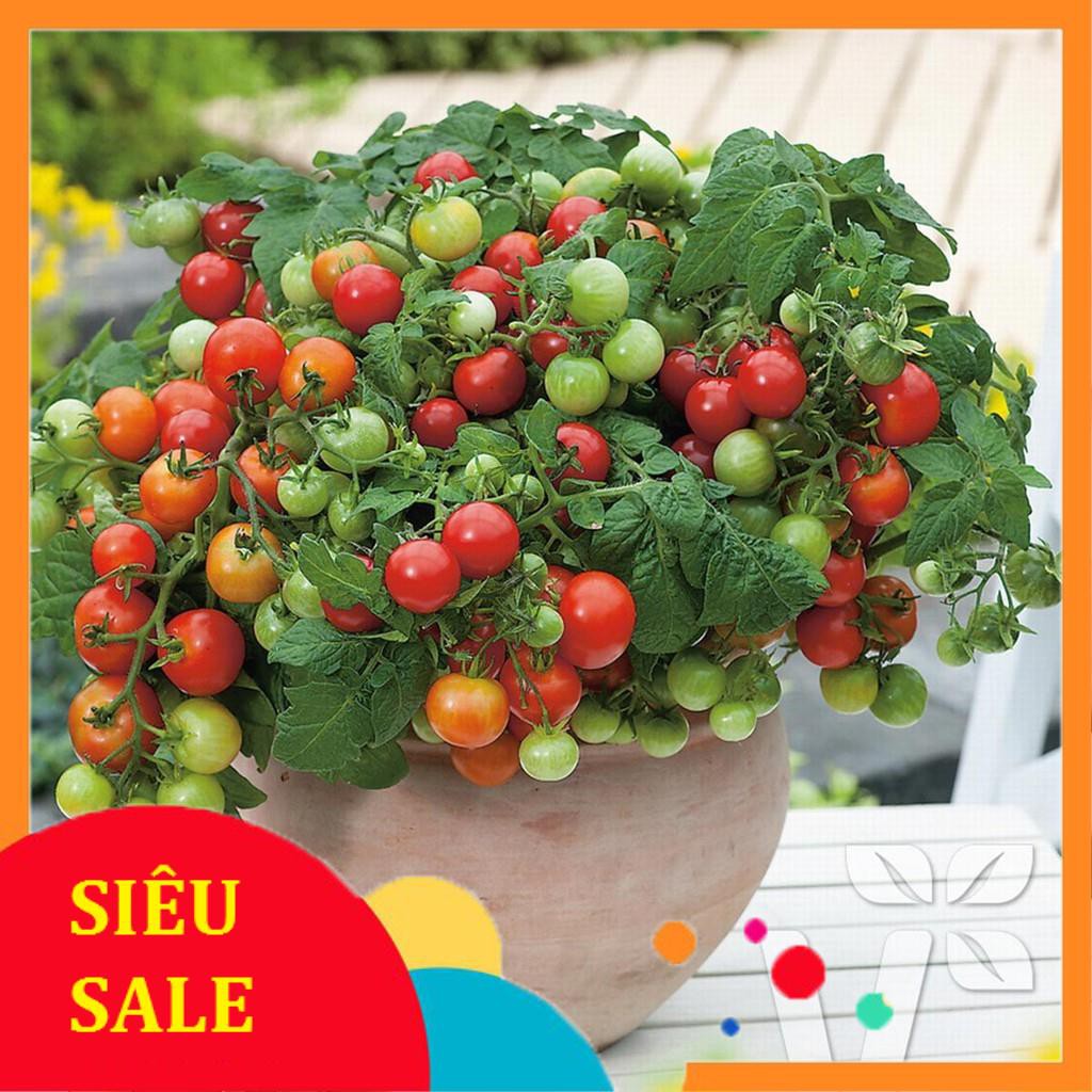 20 Hạt giống Cà chua bi lùn đỏ (tặng gói Kích nẩy mầm và Hướng dẫn)