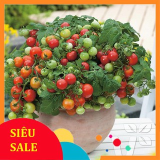 20 Hạt giống Cà chua bi lùn đỏ (tặng gói kích nẩy mầm và hướng dẫn) VIETPHAT