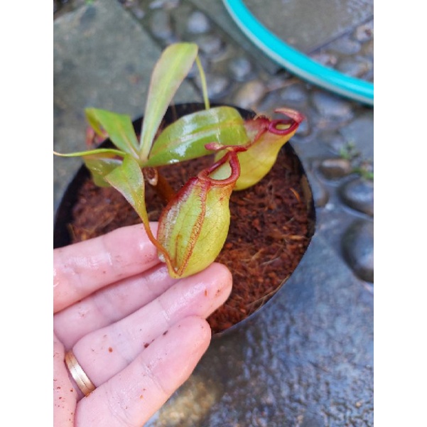 Cây nắp ấm N. viking x mirabilis