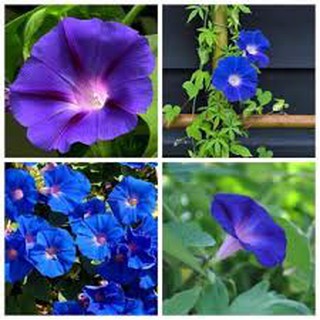 Hạt giống hoa bìm bịp