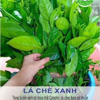 Nước Tắm Thảo Dược
