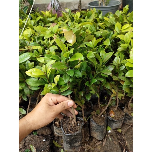 Cây giống mai tứ quý