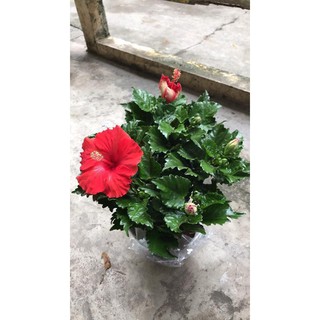 cây dâm bụt