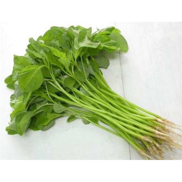 Hạt giống rau dền xanh - NGUYÊN GÓI hàng công ty tuyển chọn kháng bệnh sống khỏe