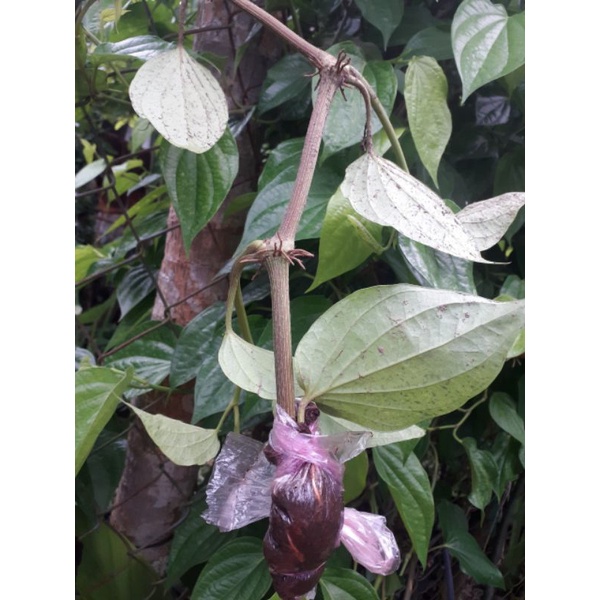 trầu không cây giống