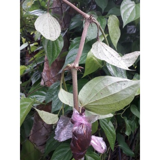 Trầu không cây giống