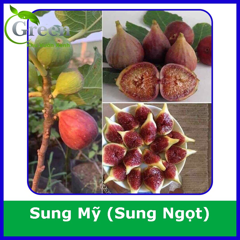 Hạt Giống Cây Sung Mỹ