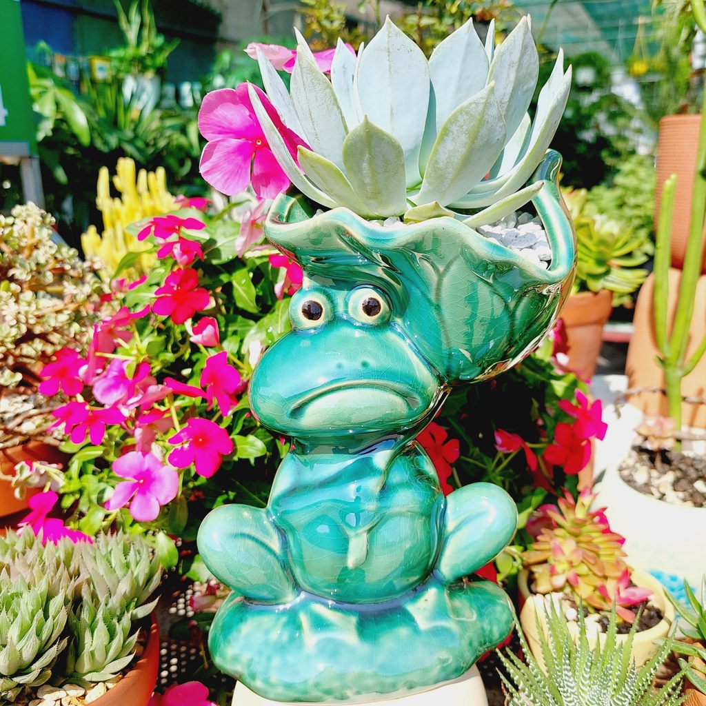 Chậu men, Chậu sen đá - Chú ếch vác lá sen, miệng chậu 11cm, chiều cao 21cm