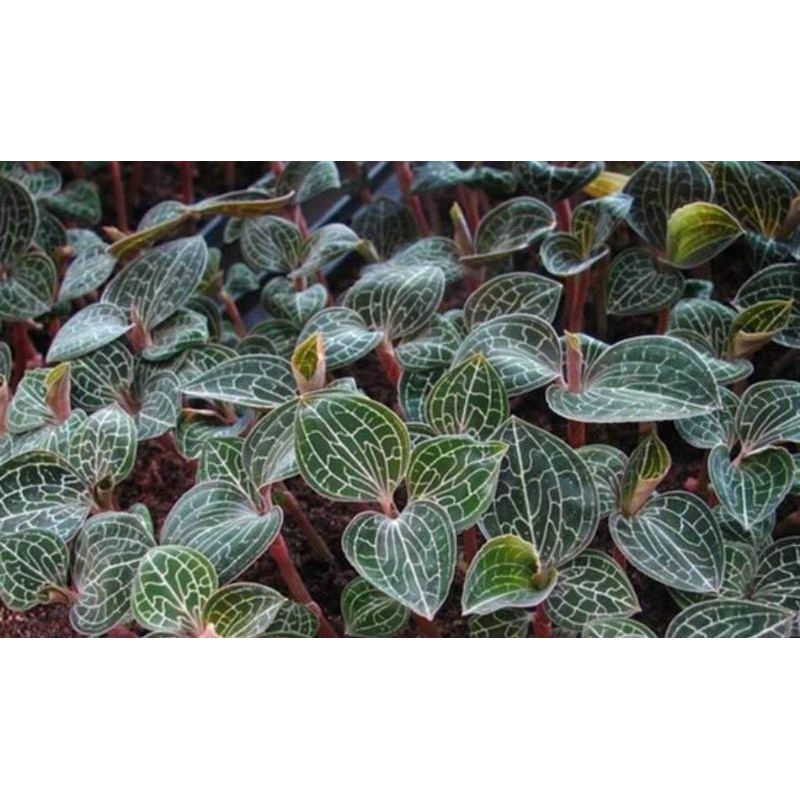 LAN KIM TUYẾN HÀNG TRỒNG 100GR