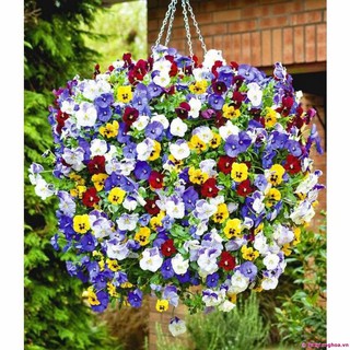 HẠT GIỐNG HOA PANSY-viola