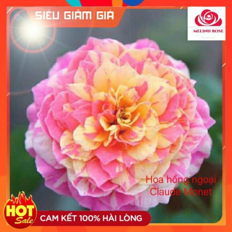 Hoa hồng ngoại Claude Monet rose – Hoa hồng Mỹ màu sọc vàng chanh- Vườn Hoa Melinhrose