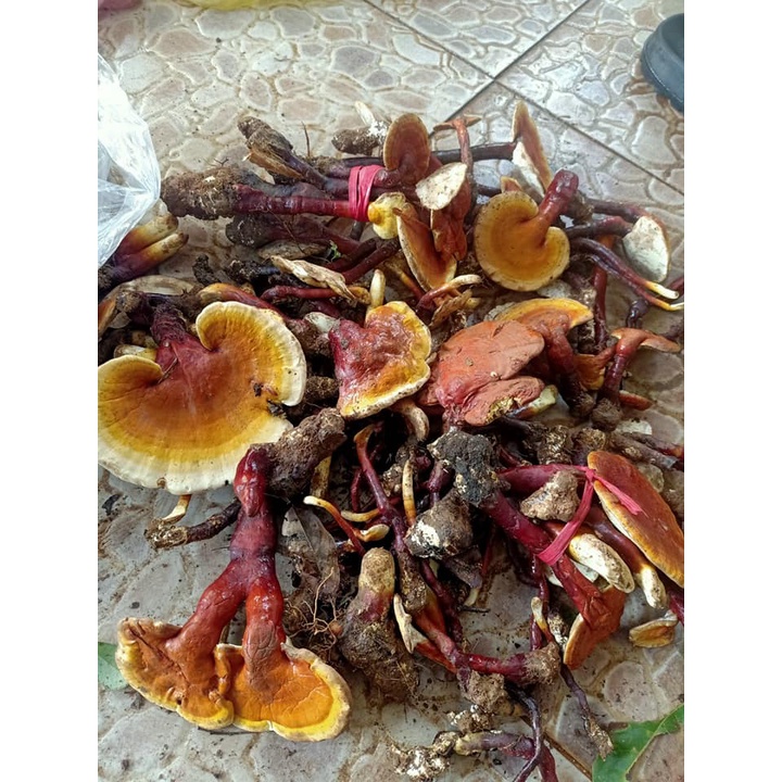 Nấm lim xanh Kon Tum