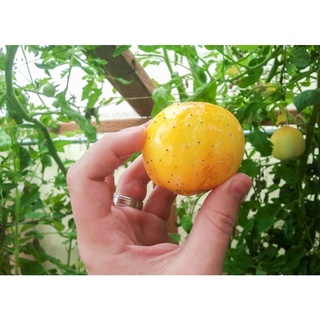 
Hạt giống Dưa chuột khoai tây - Gói lớn nhiều hạt - Tặng gói kích nảy mầm