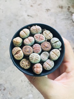 THẠCH LAN (LITHOPS)