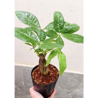 Chậu nhựa mềm Cây kim ngân 1 thân - không kèm chậu sứ
