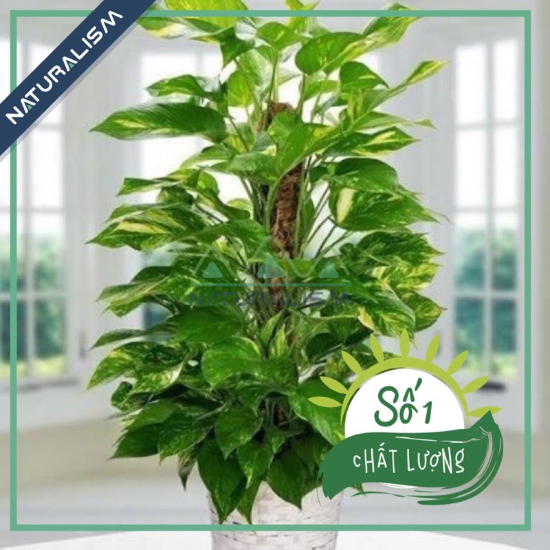 Trụ Xơ Dừa 0.6 m/1,2m trồng cây dây leo Naturalism (Độc Quyền phân phối)