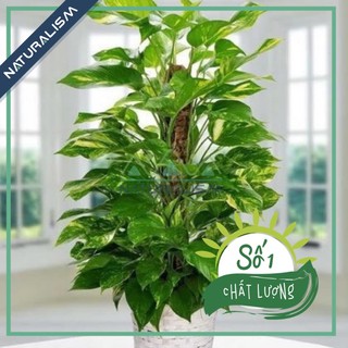 Trụ Xơ Dừa 0.6 m/1,2m trồng cây dây leo Naturalism (Độc Quyền phân phối)